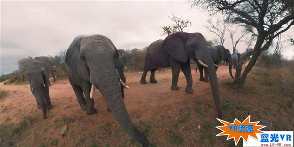 非洲大象 162MB 动物萌宠类VR视频
