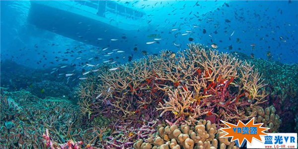 帕劳海底神奇珊瑚VR视频下载 150MB 环球旅行类