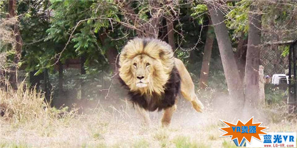 追踪狮子王下载 37MB 动物萌宠类VR视频