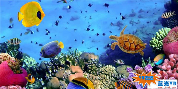 揭秘海底世界下载 121MB 环球旅行类VR视频