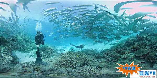 大堡礁海豚群 98MB 极限刺激类VR视频