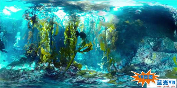 探险海带森林 148MB 极限刺激类VR视频
