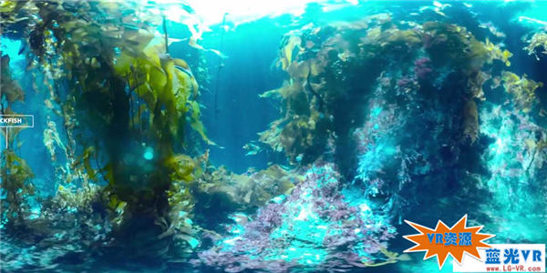 探险海带森林 148MB 极限刺激类VR视频