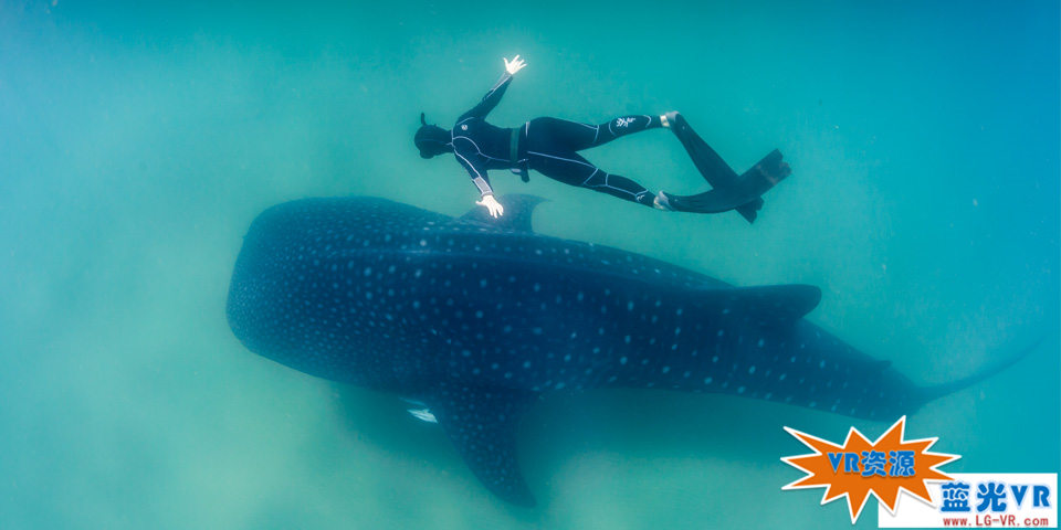 深海大鲸鲨 97MB 极限刺激类VR视频