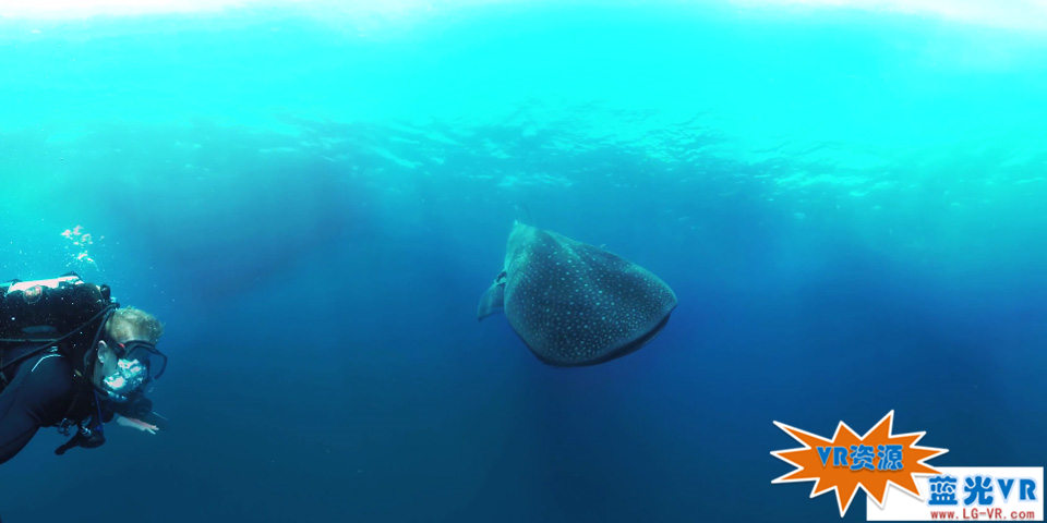 深海大鲸鲨 97MB 极限刺激类VR视频