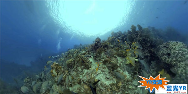 小开曼海底环游下载 169MB 环球旅行类VR视频