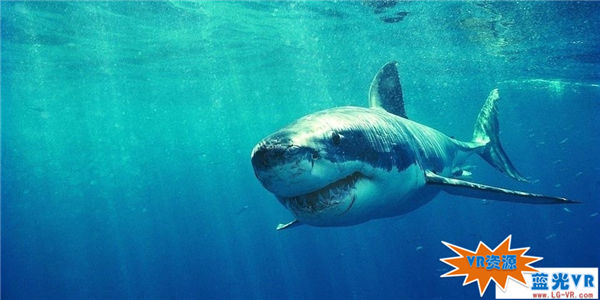 深海大白鲨3D下载 110MB 动物萌宠类VR视频
