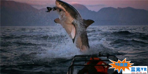 寻找大白鲨VR视频下载 379MB 极限刺激类