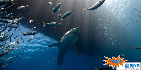 探寻深海鲸鲨下载 123MB 极限刺激类VR视频