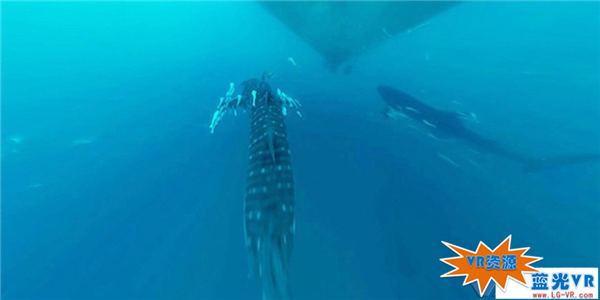探寻深海鲸鲨下载 123MB 极限刺激类VR视频