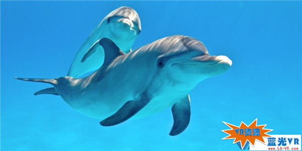 美丽的野生海豚VR视频下载 56MB 演出展览类