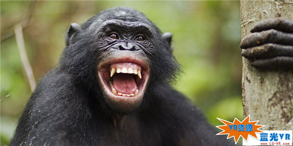 刚果大猩猩3D下载 185MB 动物萌宠类VR视频