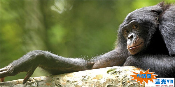 刚果大猩猩3D下载 185MB 动物萌宠类VR视频