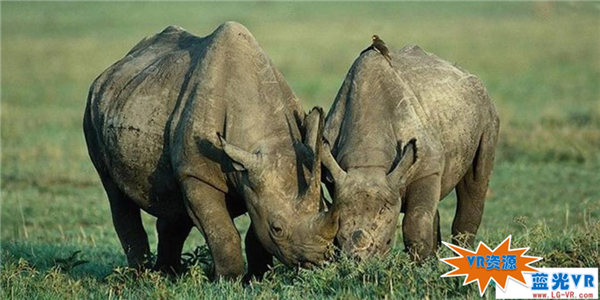 南非犀牛下载 96MB 动物萌宠类VR视频