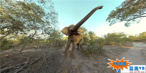 大象的恶作剧下载 209MB 动物萌宠类VR视频