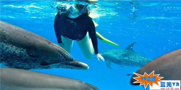 与野生海豚同游VR视频下载 126MB 环球旅行类