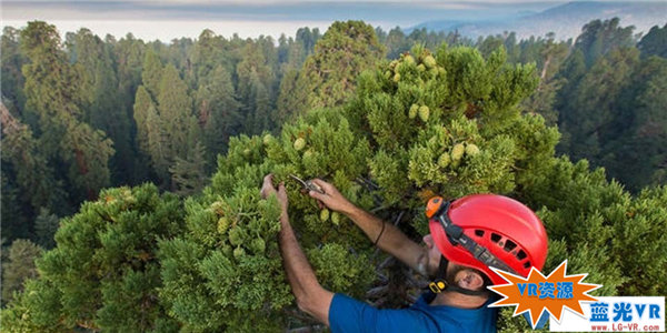爬上巨杉顶端VR视频下载 154MB 极限刺激类