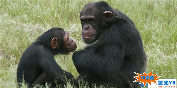 野生大猩猩玩自拍下载 141MB 动物萌宠类VR视频